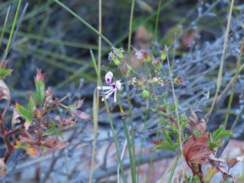 Pelargonium sublignosum (Pelargonium sublignosum)