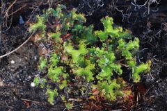 Pelargonium sublignosum (Pelargonium sublignosum)