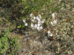 Pelargonium suburbanum (Pelargonium suburbanum)
