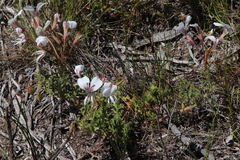 Pelargonium suburbanum (Pelargonium suburbanum)