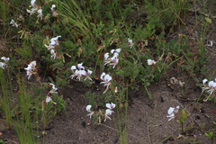 Pelargonium suburbanum (Pelargonium suburbanum)