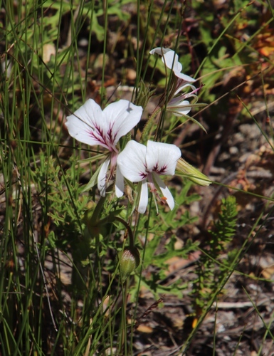 Pelargonium suburbanum (Pelargonium suburbanum)