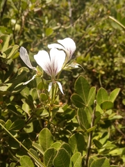 Pelargonium suburbanum (Pelargonium suburbanum)