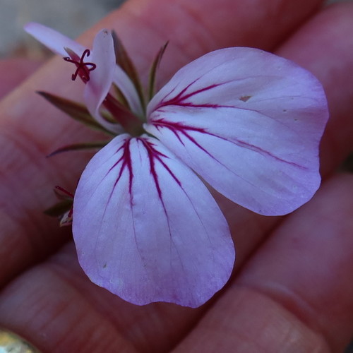 Pelargonium suburbanum (Pelargonium suburbanum)