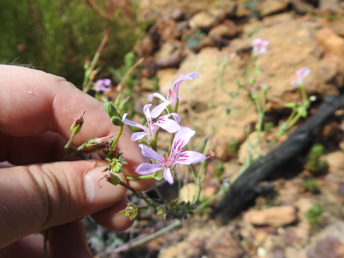 Pelargonium tabulare (Pelargonium tabulare)