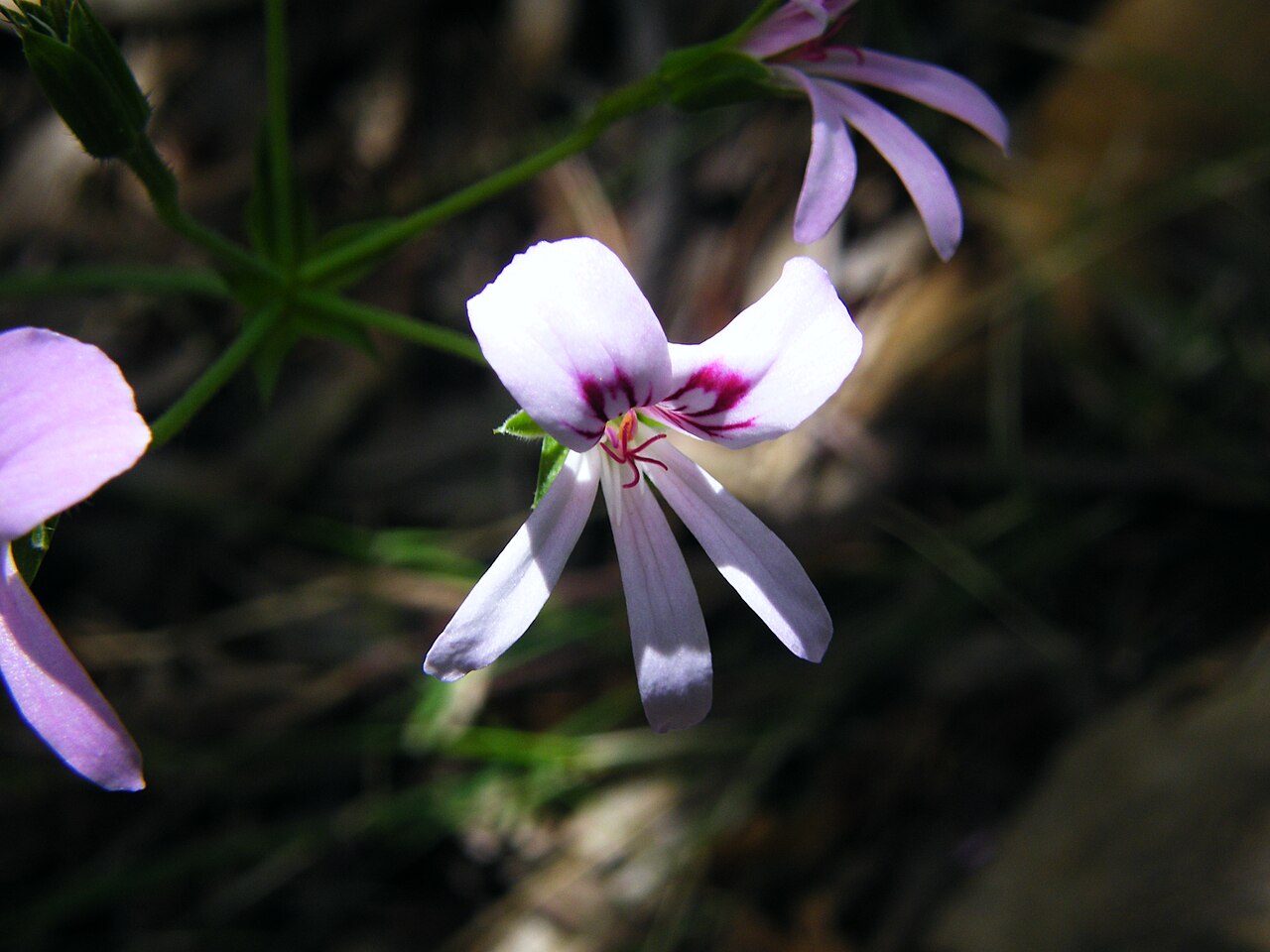 Pelargonium tabulare: Pelargonium tabulare