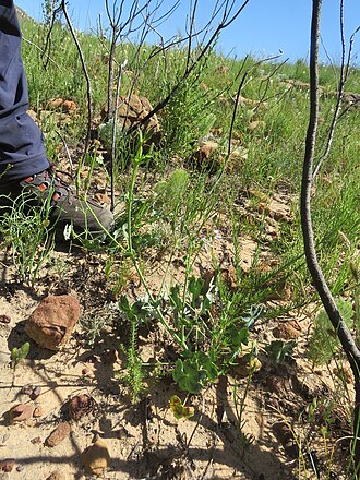 Pelargonium tabulare: Pelargonium tabulare, photographed by Ronald Flipphi, on 5 October 2019, opposite a chapel along the road from Algeria to Grootkloof, Cederberg, Western Cape pr