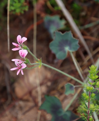 Pelargonium tabulare (Pelargonium tabulare)