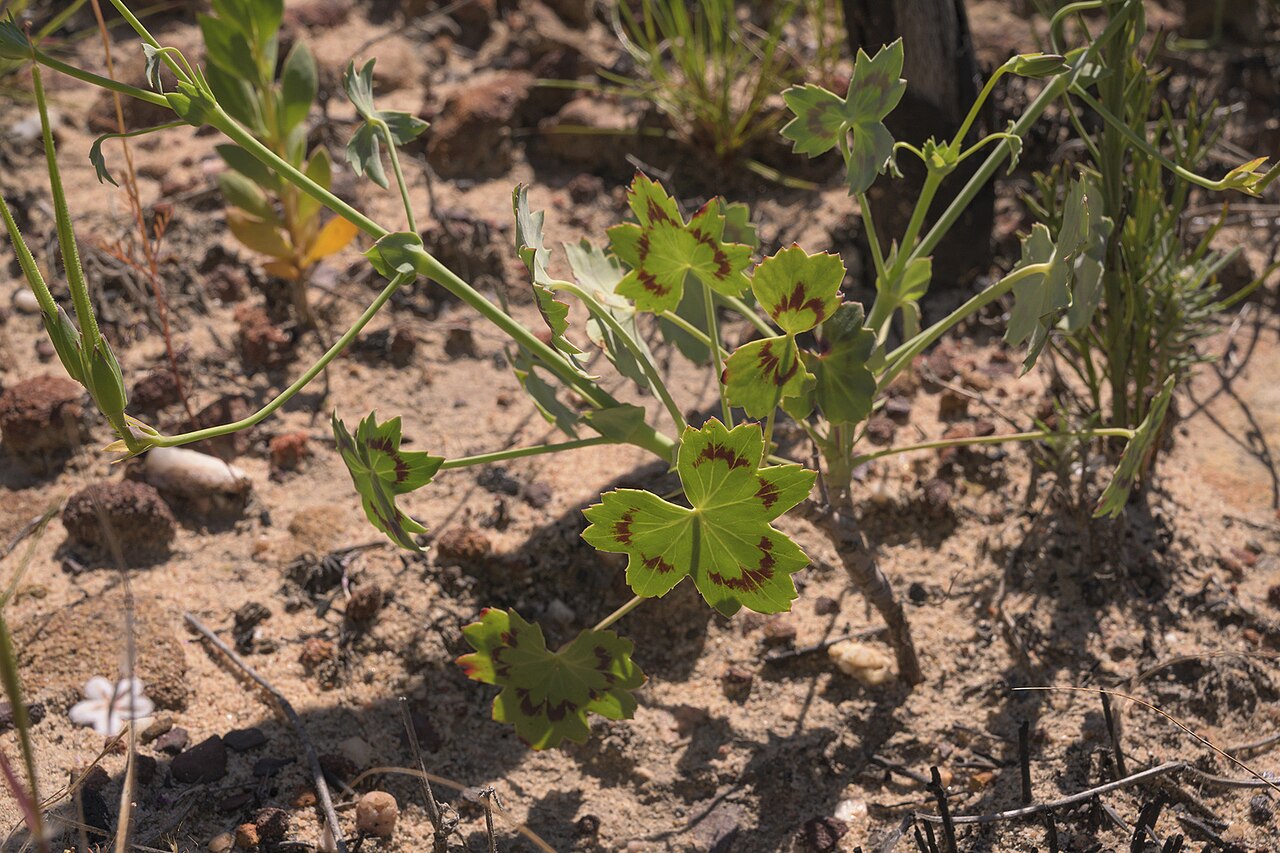 Pelargonium tabulare: Pelargonium tabulare, photographed by Ronald Flipphi, on 5 October 2019, opposite a chapel along the road from Algeria to Grootkloof, Cederberg, Western Cape pr
