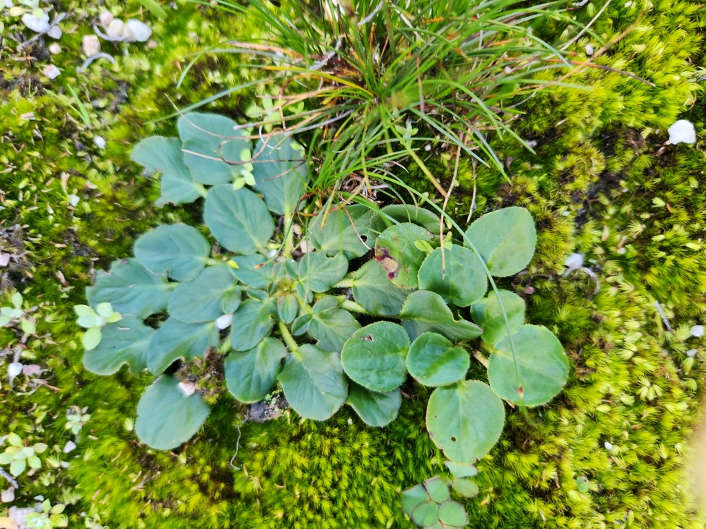 Pelargonium tenellum (Pelargonium tenellum)