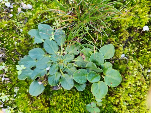 Pelargonium tenellum (Pelargonium tenellum)