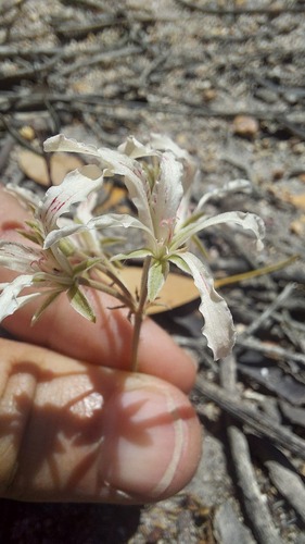 Pelargonium tenellum (Pelargonium tenellum)