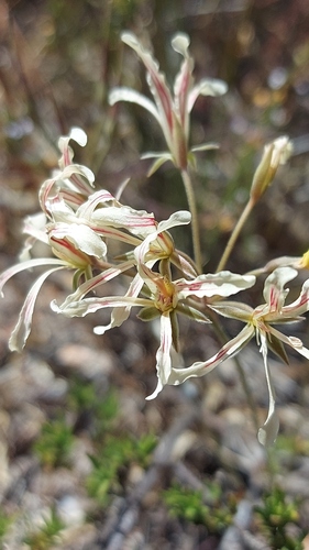 Pelargonium tenellum (Pelargonium tenellum)