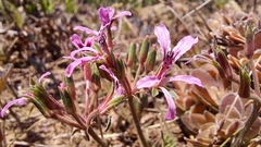 Pelargonium tenellum (Pelargonium tenellum)