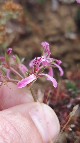 Pelargonium tenellum (Pelargonium tenellum)