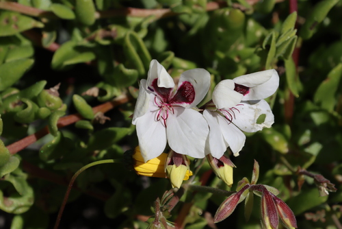 Pelargonium tenuicaule (Pelargonium tenuicaule)