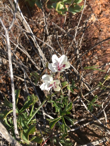 Pelargonium tenuicaule (Pelargonium tenuicaule)