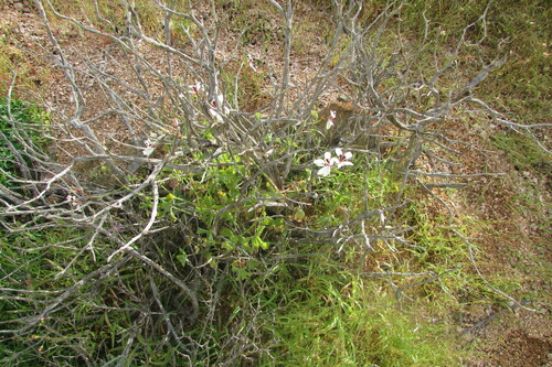 Pelargonium tenuicaule (Pelargonium tenuicaule)