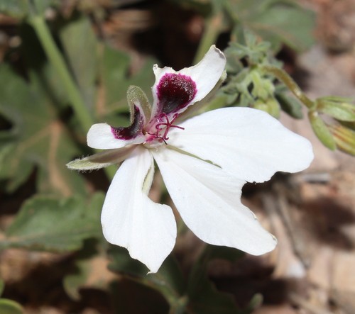 Pelargonium tenuicaule (Pelargonium tenuicaule)