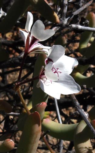 Pelargonium tenuicaule (Pelargonium tenuicaule)
