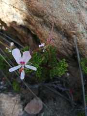 Pelargonium ternatum (Pelargonium ternatum)