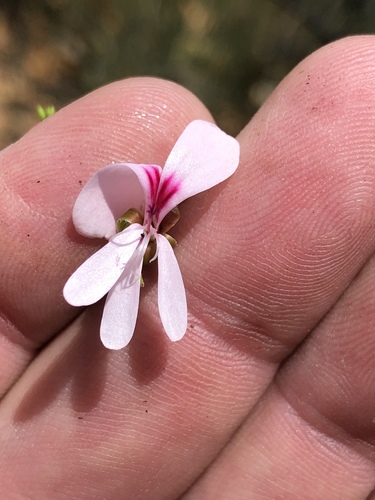 Pelargonium ternatum (Pelargonium ternatum)
