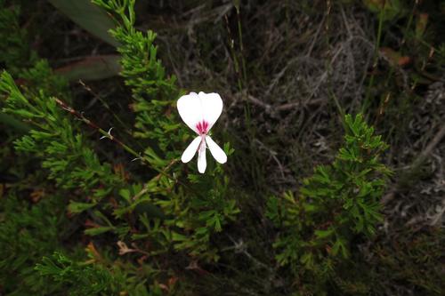 Pelargonium ternatum (Pelargonium ternatum)