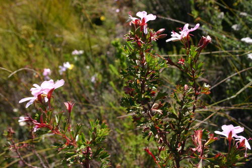 Pelargonium ternatum (Pelargonium ternatum)