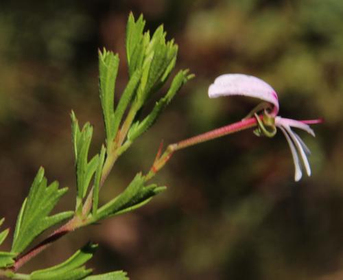 Pelargonium ternatum (Pelargonium ternatum)