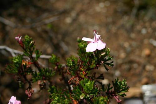 Pelargonium ternatum (Pelargonium ternatum)