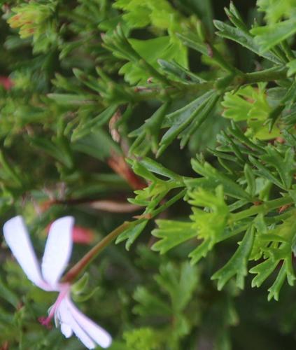 Pelargonium ternatum (Pelargonium ternatum)