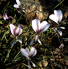 Pelargonium tetragonum (Pelargonium tetragonum)