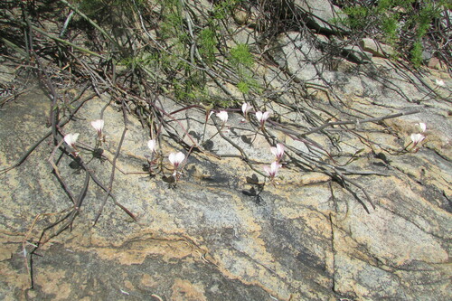 Pelargonium tetragonum (Pelargonium tetragonum)