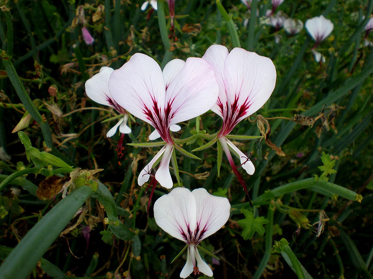 Pelargonium tetragonum: Jardín Botánico de Barcelona.