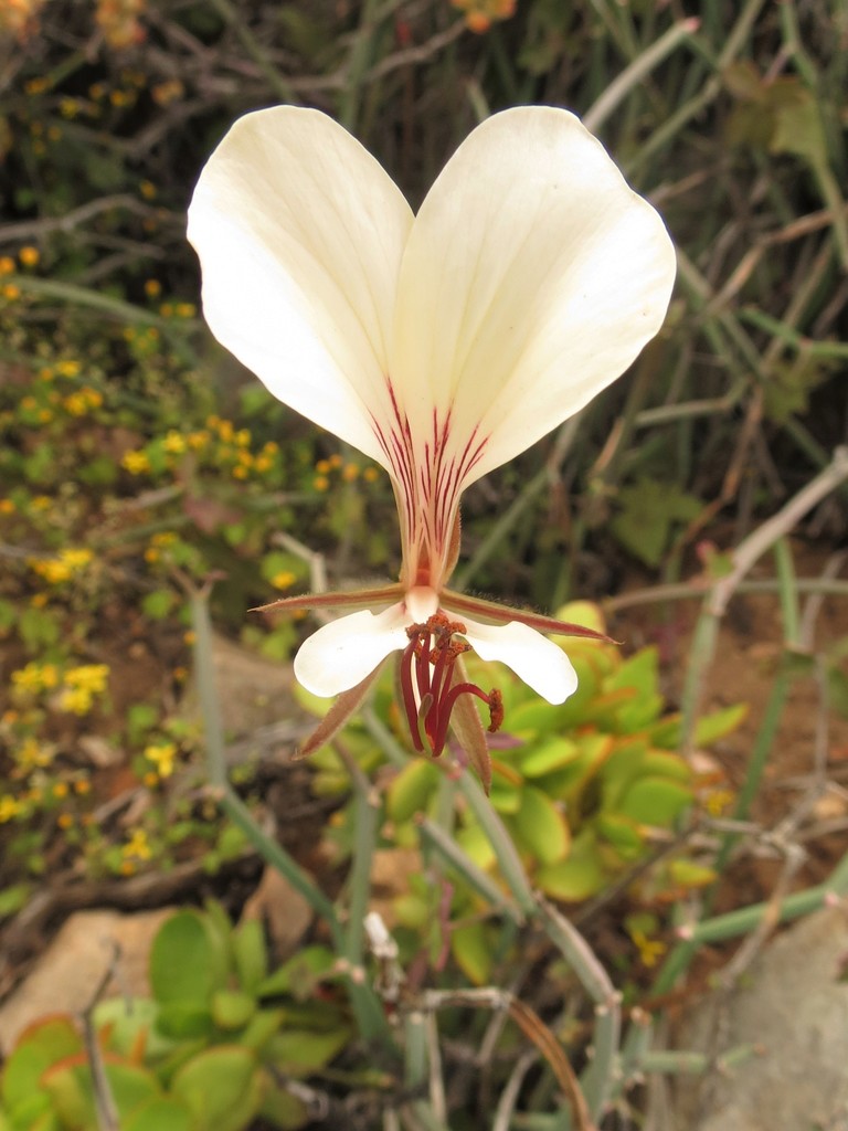 Pelargonium tetragonum (Pelargonium tetragonum)