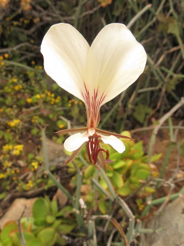 Pelargonium tetragonum (Pelargonium tetragonum)