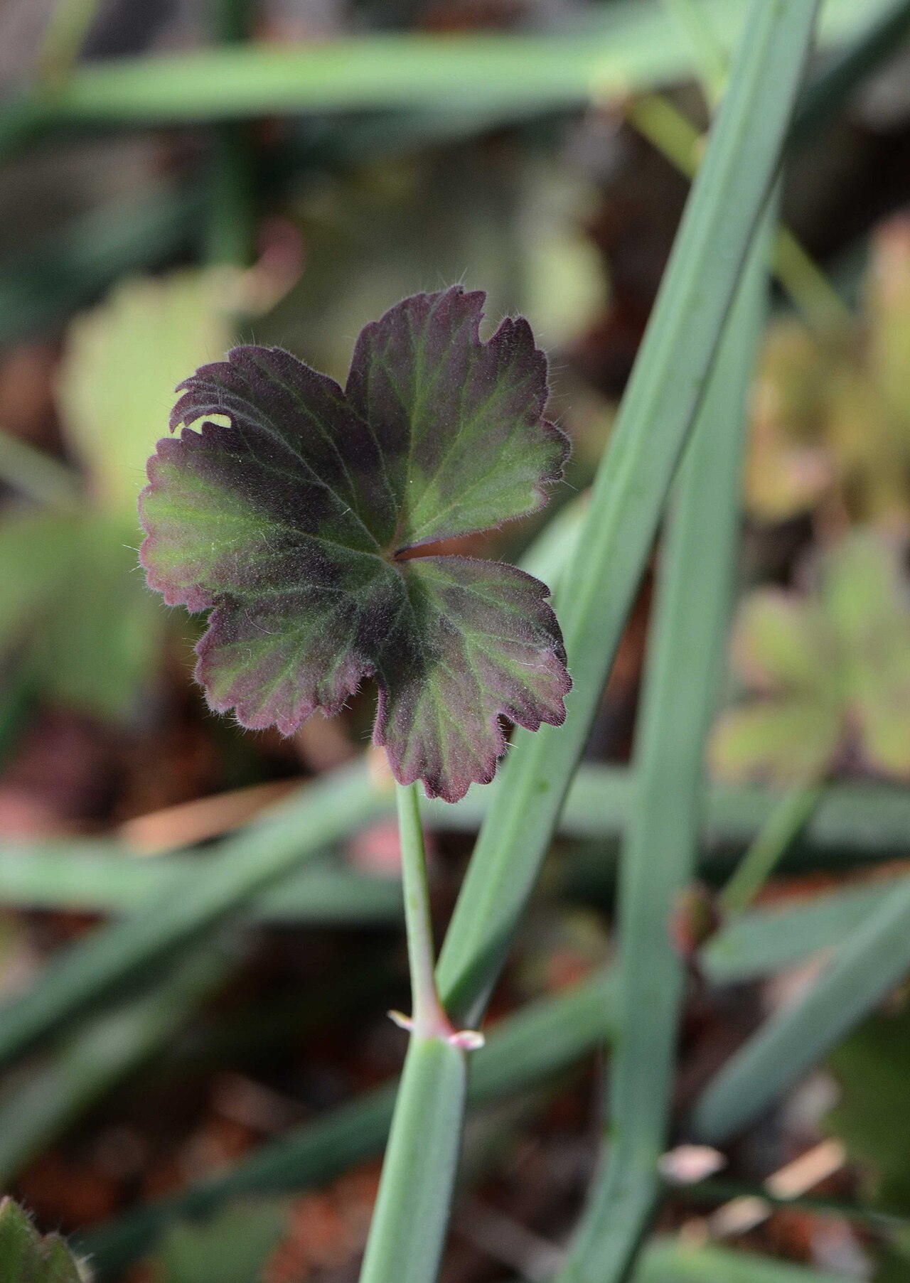 Pelargonium tetragonum: Pelargonium tetragonum, Jardin des Plantes de Paris