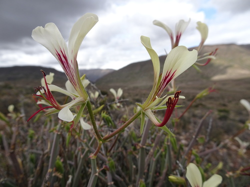 Pelargonium tetragonum (Pelargonium tetragonum)