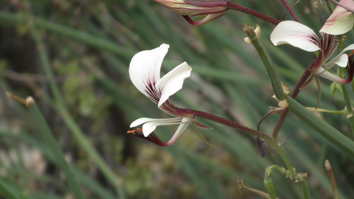 Pelargonium tetragonum (Pelargonium tetragonum)