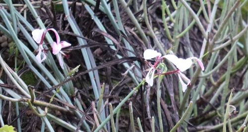 Pelargonium tetragonum (Pelargonium tetragonum)