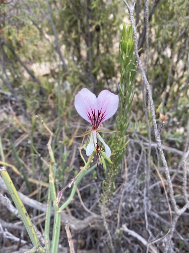 Pelargonium tetragonum (Pelargonium tetragonum)