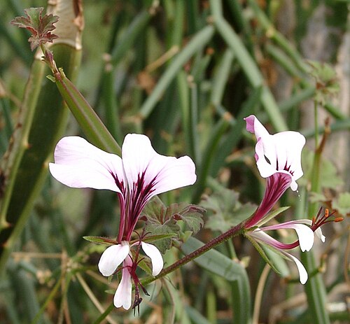 Pelargonium tetragonum: Pelargonium tetragonum
