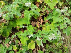 Pelargonium tomentosum (Pelargonium tomentosum)