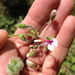 Pelargonium tomentosum (Pelargonium tomentosum)