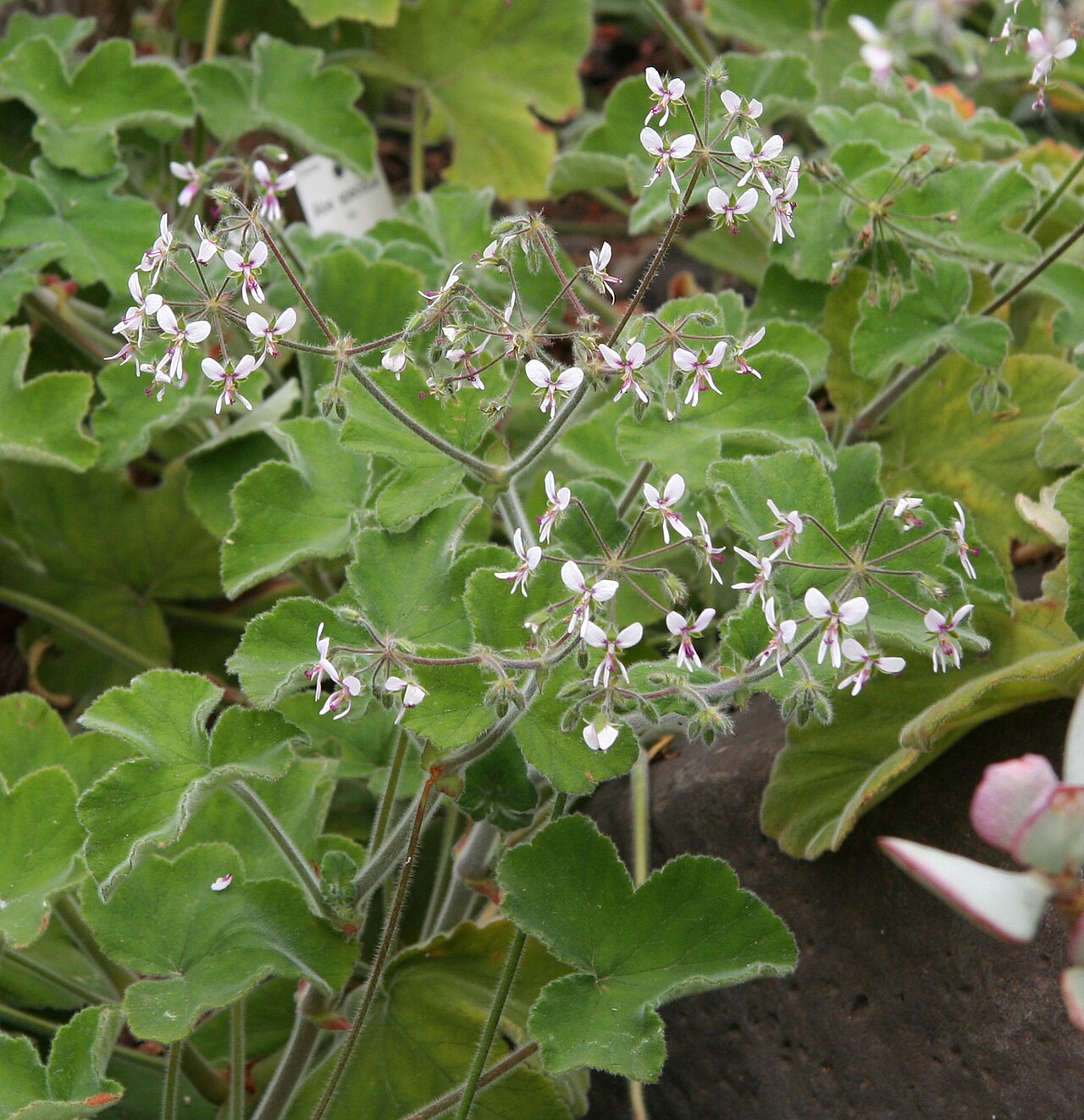 Pelargonium tomentosum: Pelargonium tomentosum im Botanischen Garten Dresden