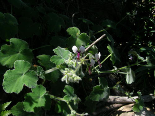 Pelargonium tomentosum (Pelargonium tomentosum)