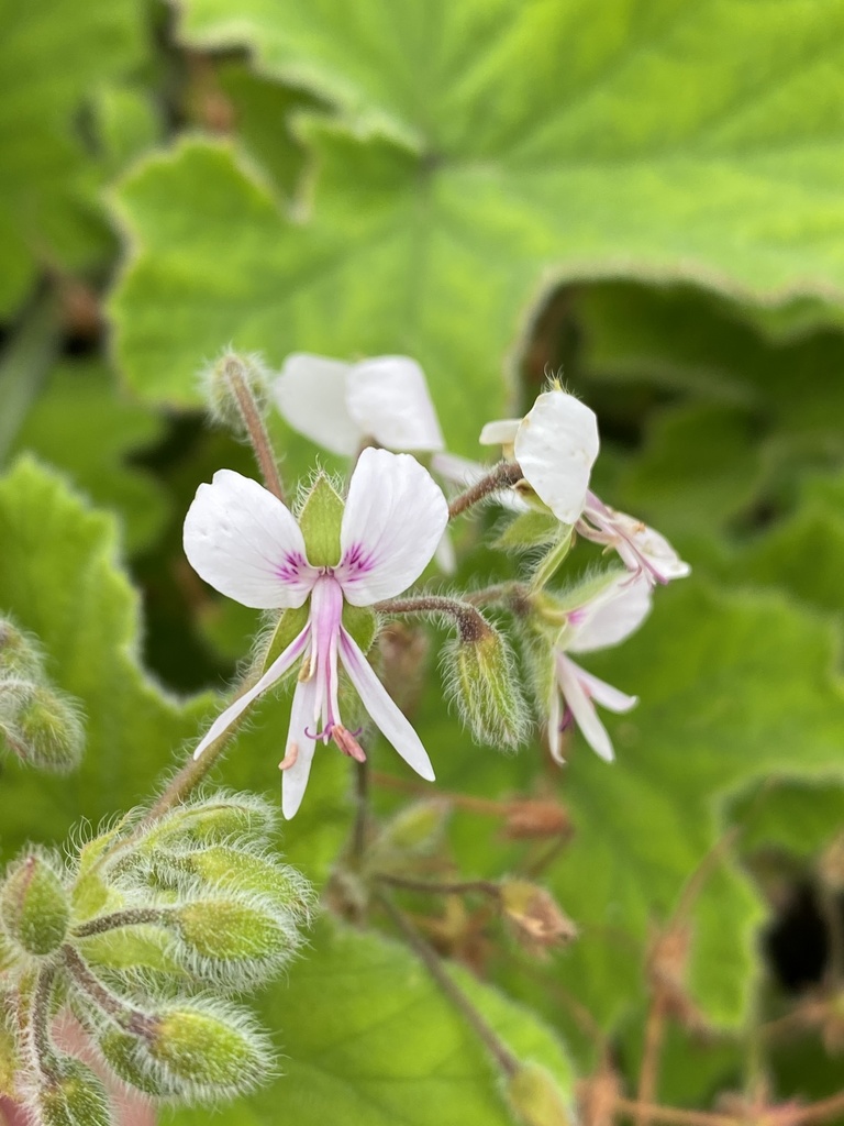 Pelargonium tomentosum (Pelargonium tomentosum)