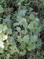 Pelargonium tomentosum (Pelargonium tomentosum)