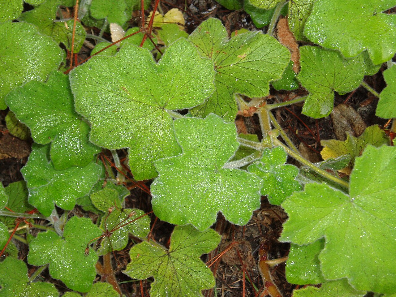 Pelargonium tomentosum (Pelargonium tomentosum)