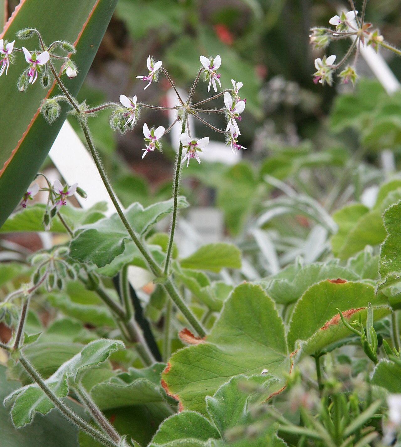 Pelargonium tomentosum: Pelargonium tomentosum im Botanischen Garten Dresden